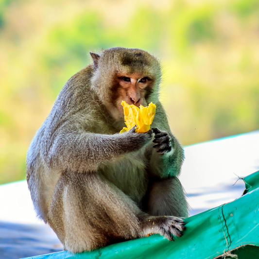 Monkey Farts Fragrance Oil