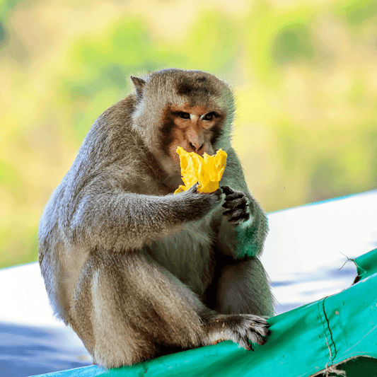 Monkey Farts Fragrance Oil