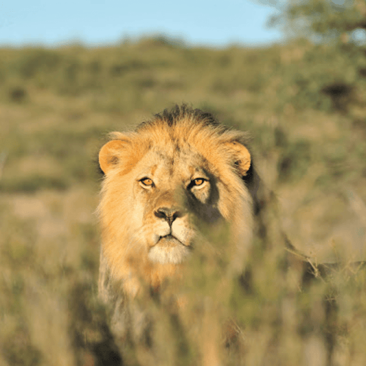 Africa Fragrance Oil by Katatonic