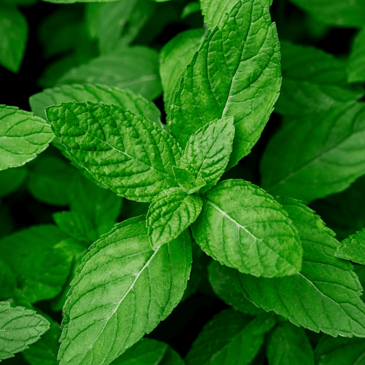 Exotic Black Mint Fragrance Oil