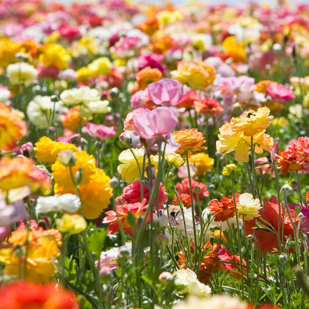 FIELD OF FLOWERS LUXE NAKED SOY WAX MELTS