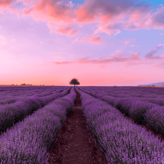 French Lavender Fragrance Oil