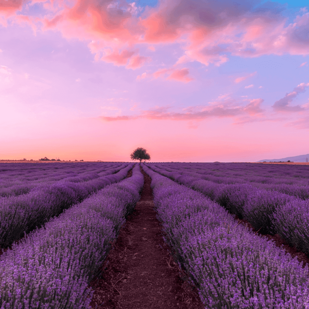 French Lavender Car Vent Diffuser Refill