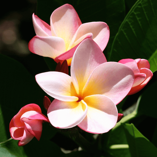 Hawaiian Frangapani Fragrance Oil