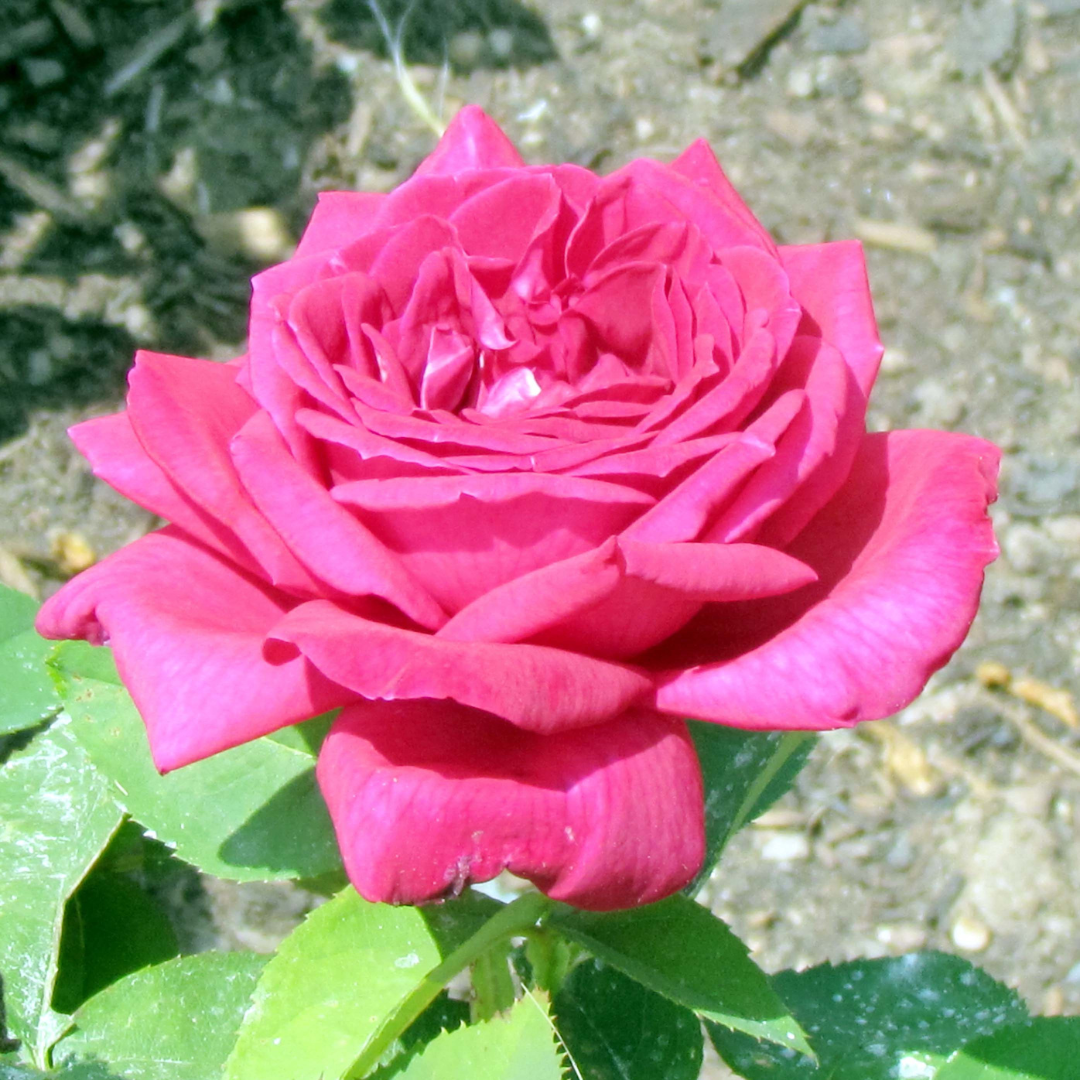 IMPERIAL ROSE SOY WAX MELTS