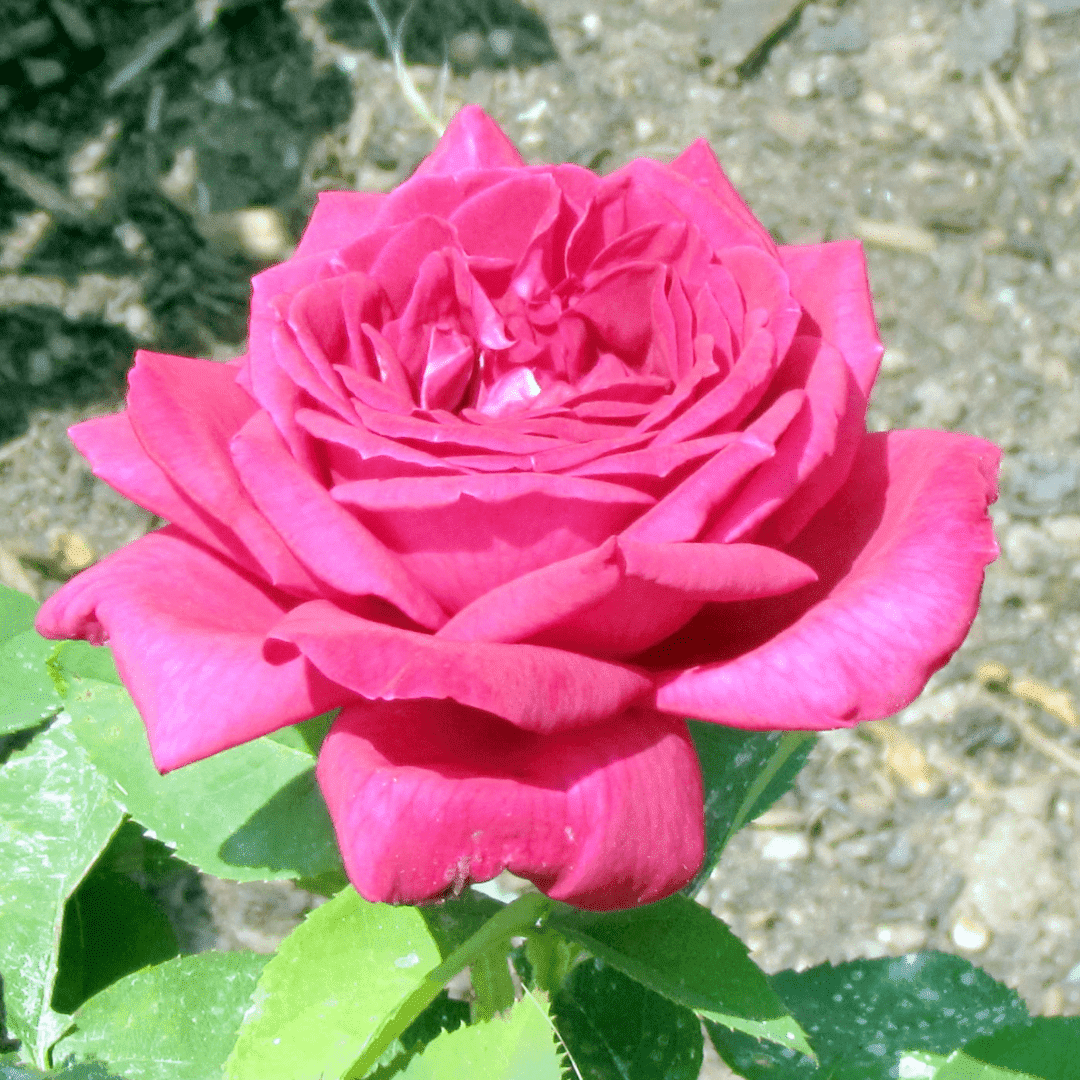 IMPERIAL ROSE SOY WAX MELTS