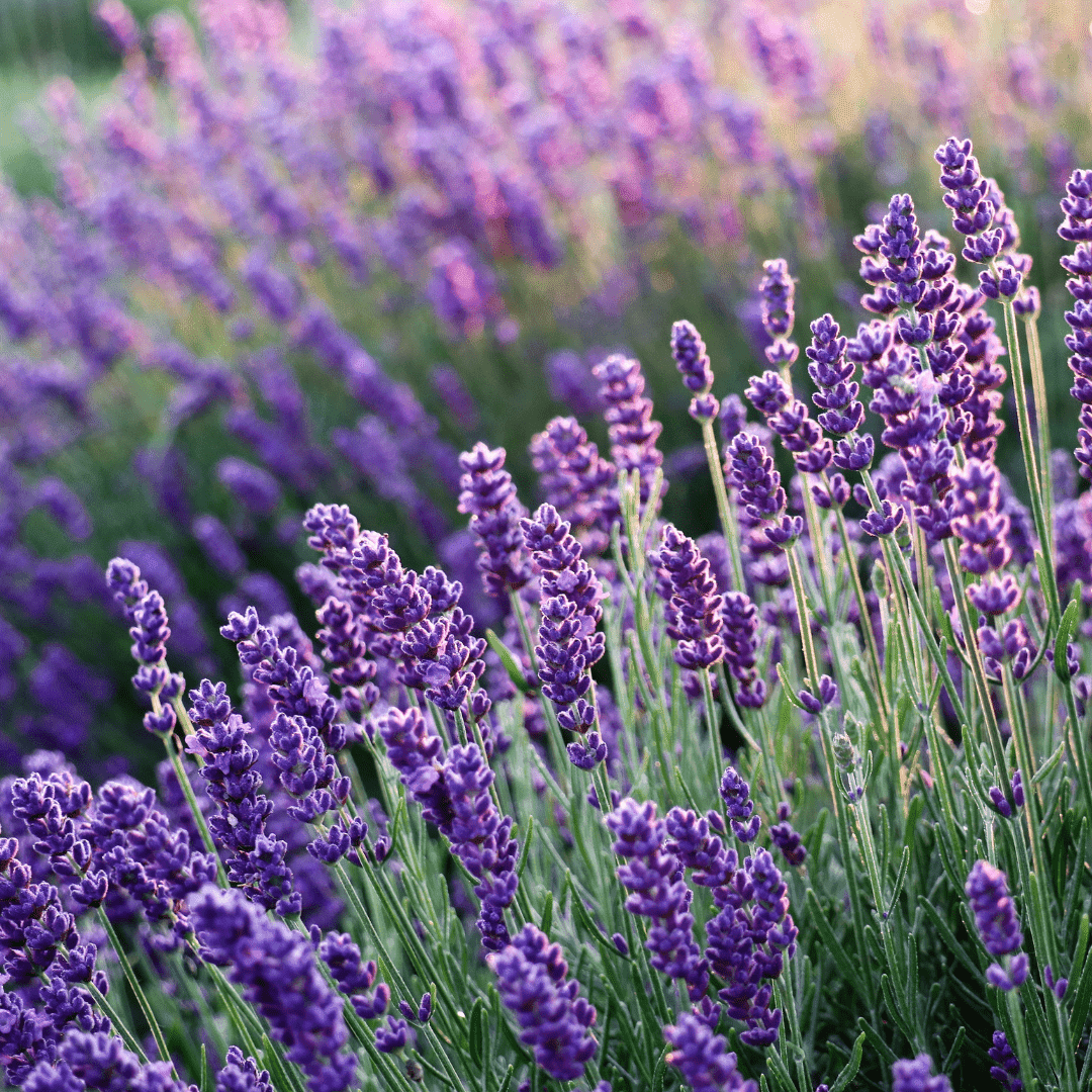 INDIGO LAVENDER SOY WAX MELTS