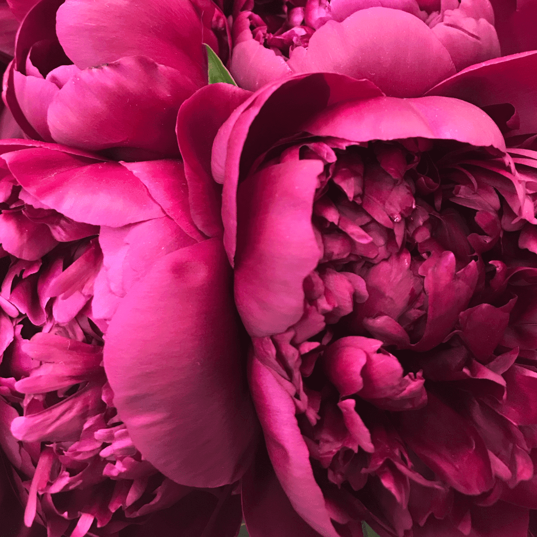 Pink Peony Car Vent Diffuser Refill