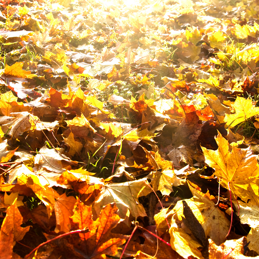 Sunny Leaves Fragrance Oil