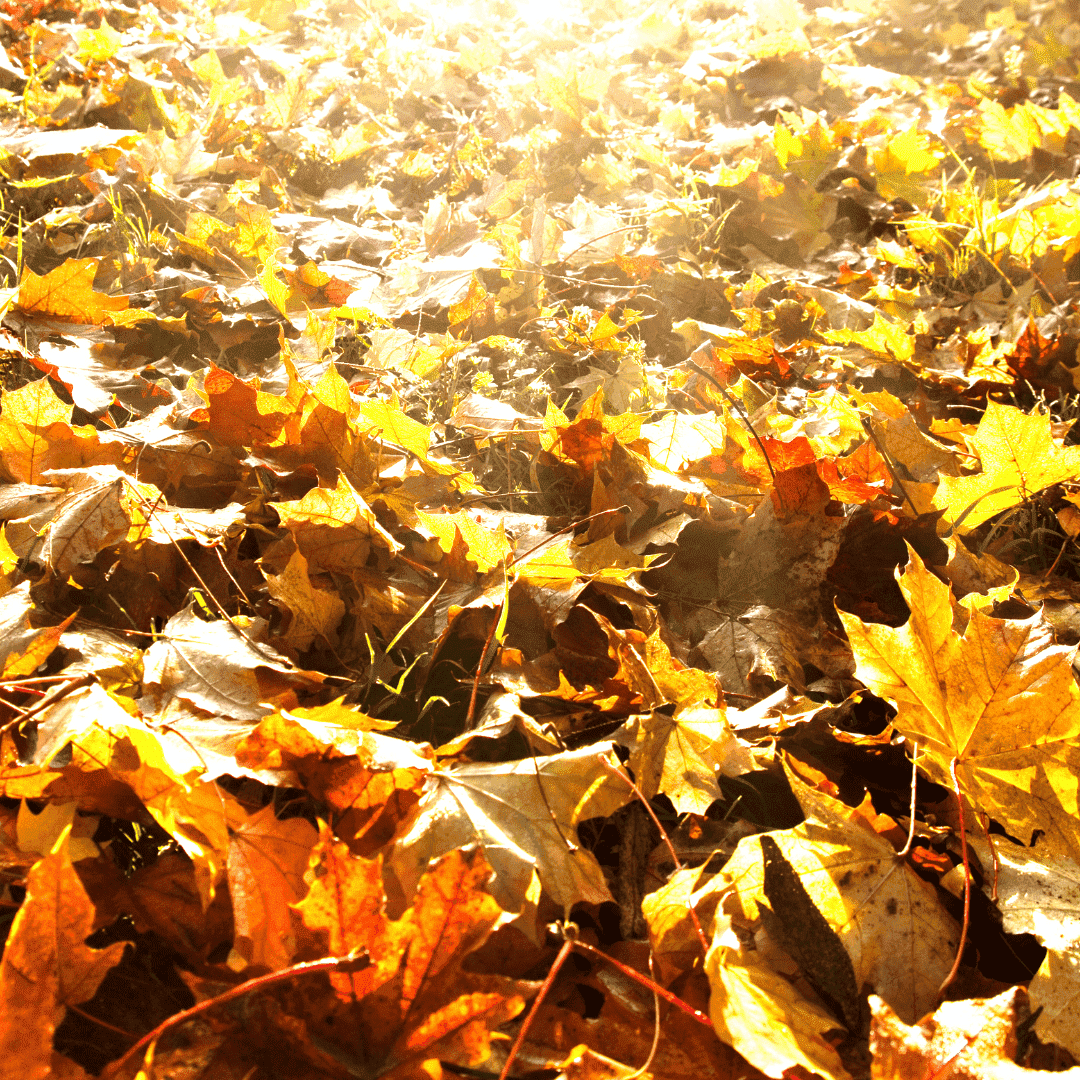 Sunny Leaves Car Vent Diffuser Refill