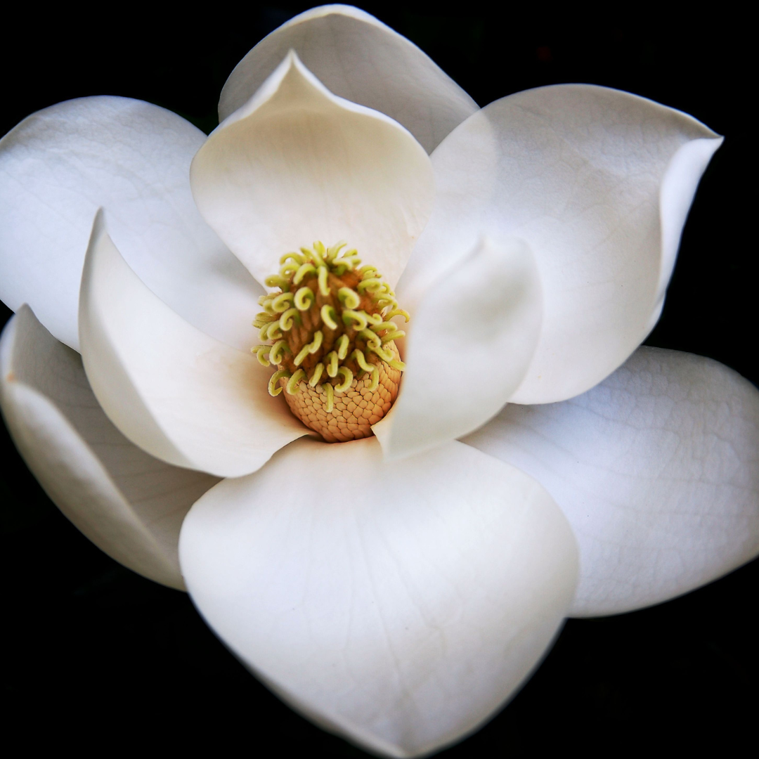 WHITE MAGNOLIA AND CITRUS SOY WAX MELTS