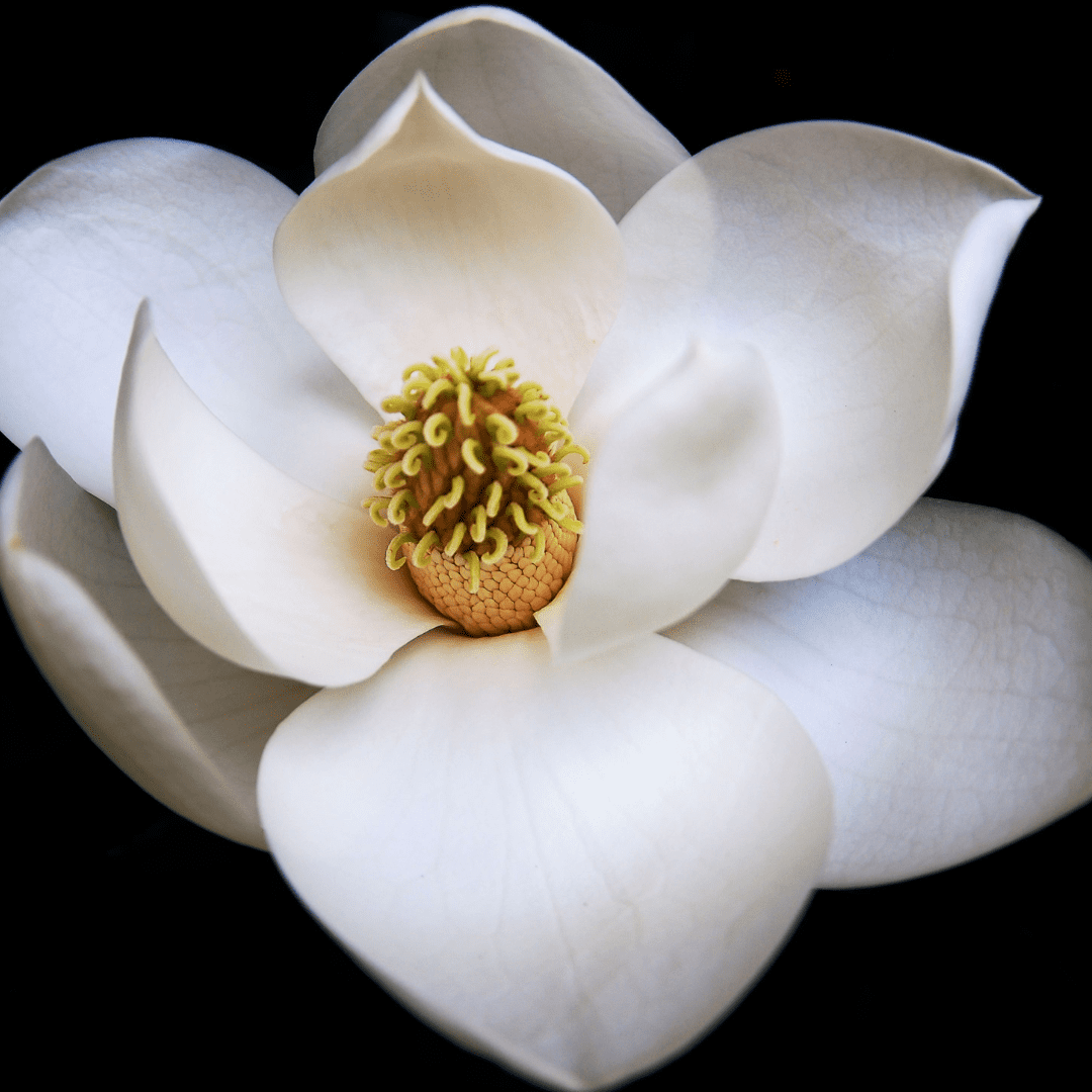 White Magnolia and Citrus Soy Wax Choc Block