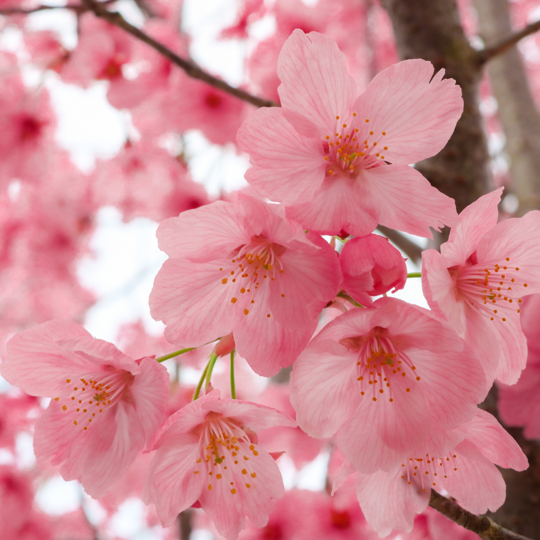 CHERRY BLOSSOM SOY WAX MELTS