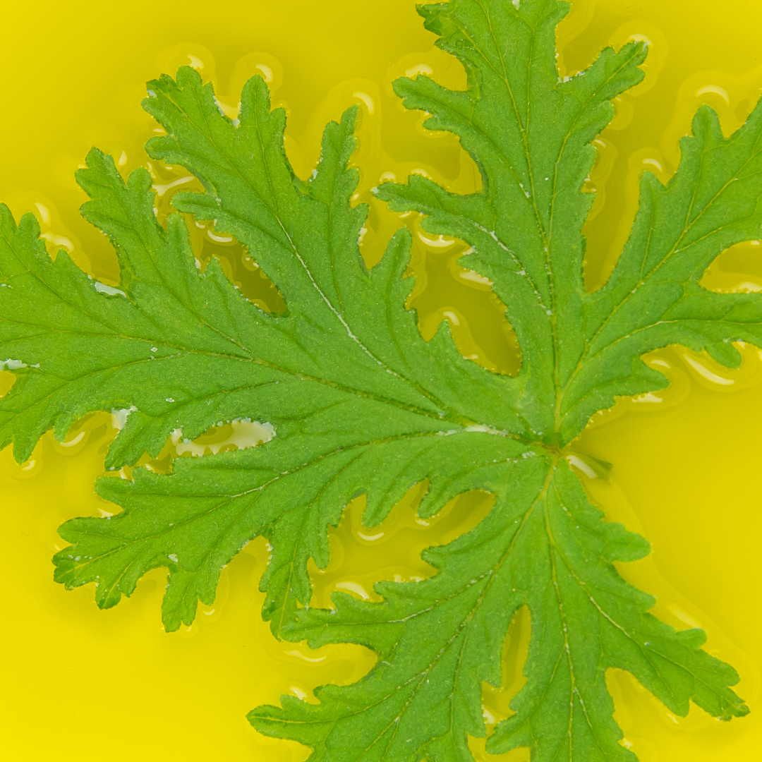 CITRONELLA SOY WAX MELTS