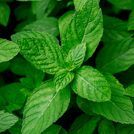 Exotic Black Mint Fragrance Oil