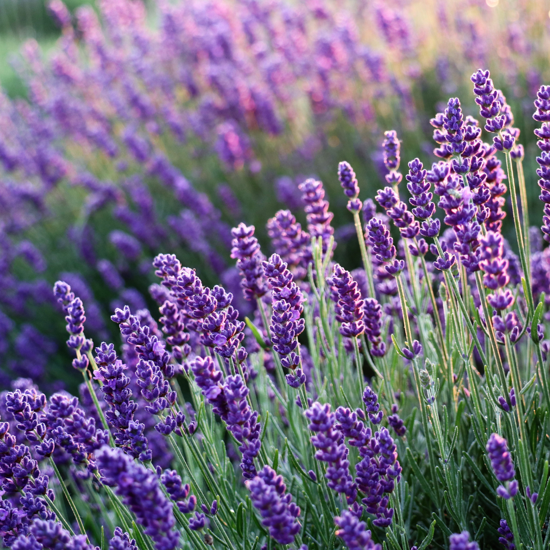 INDIGO LAVENDER SOY WAX MELTS