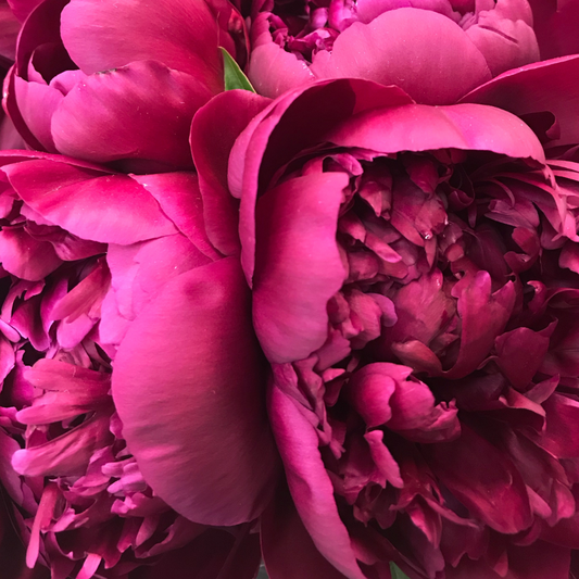 Pink Peony Fragrance Oil