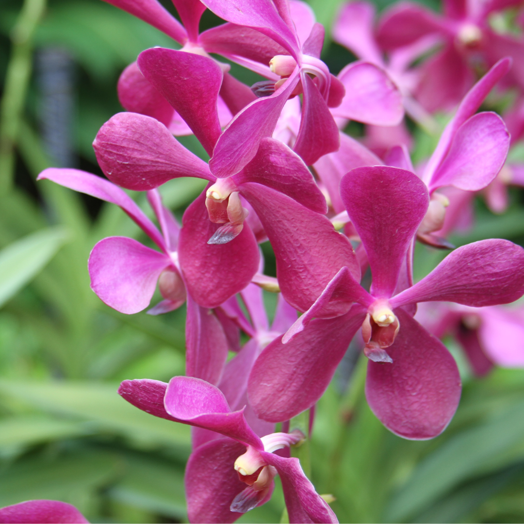 SINGAPORE ORCHID SOY WAX MELTS