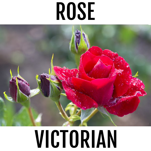 Rose Victorian Soy Wax Choc Block